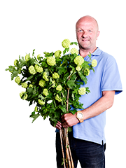 Willem, werkzaam abflexkracht