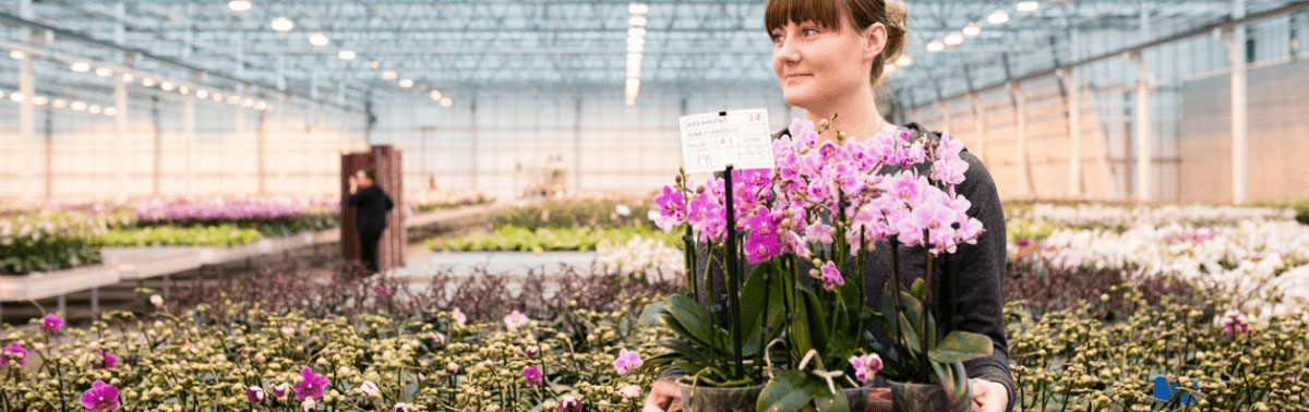 tuinbouw uitzendkracht tulpen 