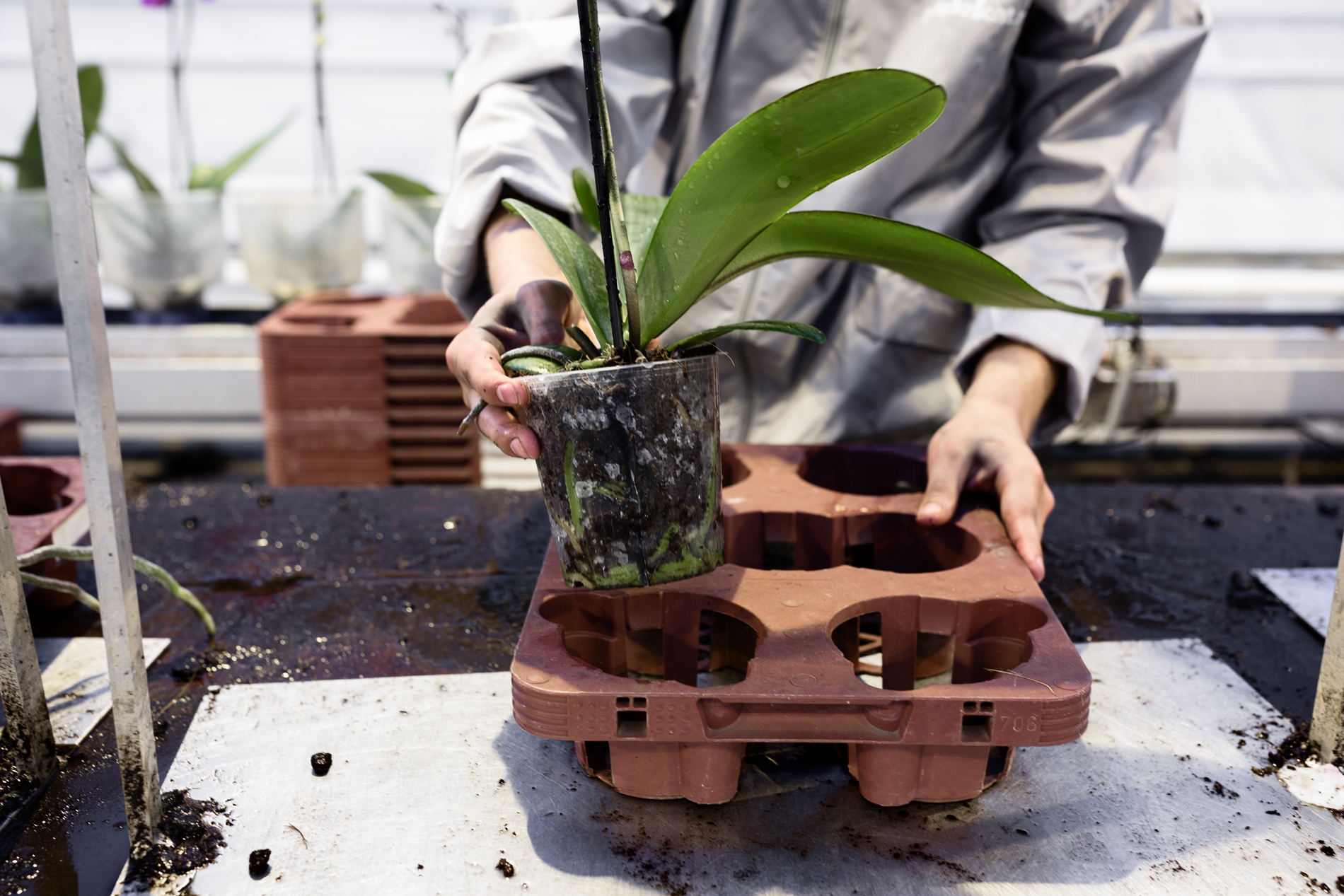 Agrarische medewerker plaatst een plant in een tray in een kasomgeving.