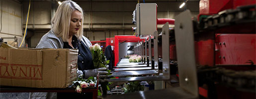 Agrarisch medewerker verwerkt bloemen op een productielijn in een fabriekshal.