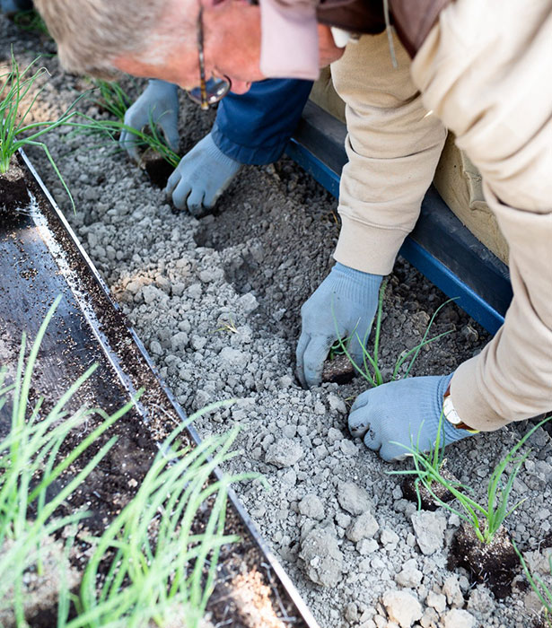 Agrarisch medewerkers planten zaailingen in de grond tijdens agrarisch werk bij ABflexkracht.
