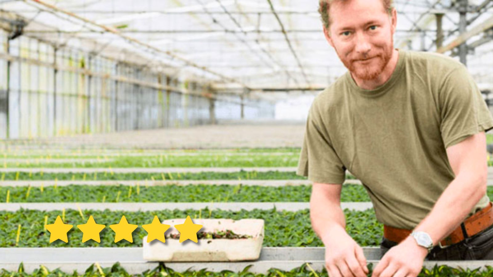 Agrarisch medewerker verzorgt planten in kas.
