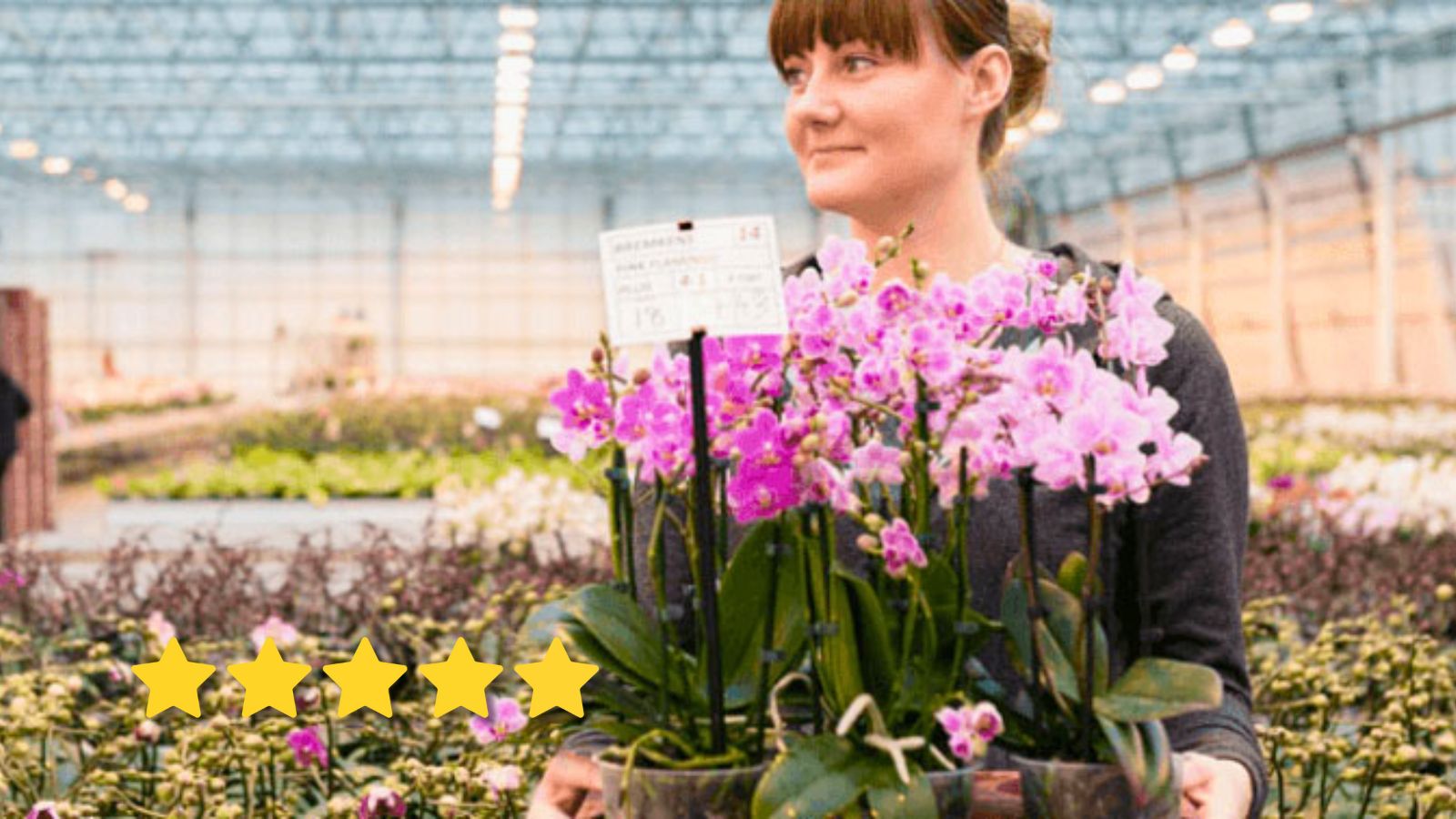 Tuinbouwmedewerker met orchideeën in agrarische kas