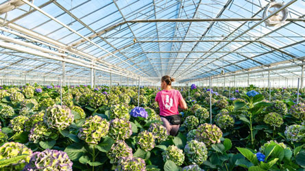 Productiemedewerker in de kas – aan de slag bij ABflexkracht.